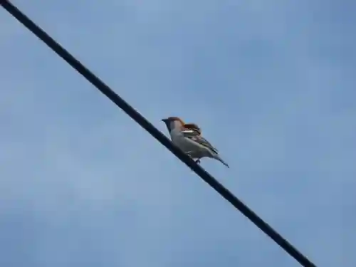 留辺蘂神社の動物