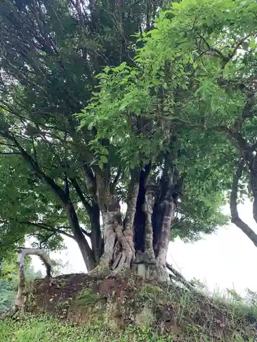 神社（名称不明）の自然