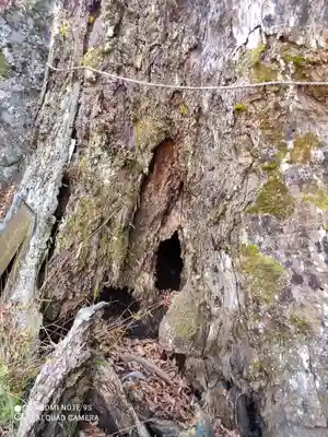 根古屋神社の自然