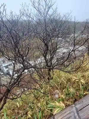 藤乃稲荷神社の自然