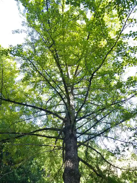 サムハラ神社 奥の宮の自然