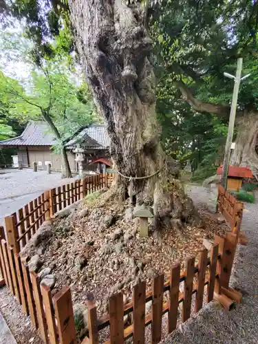 塚崎神明社の自然