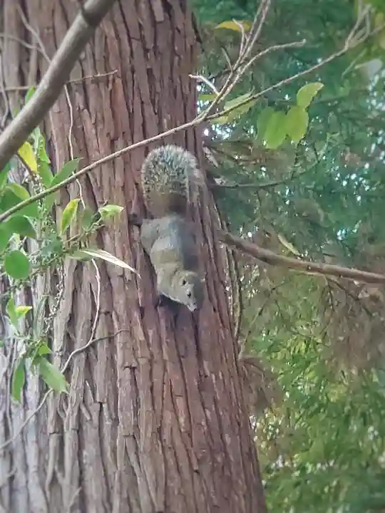 舞岡八幡宮(神奈川県)