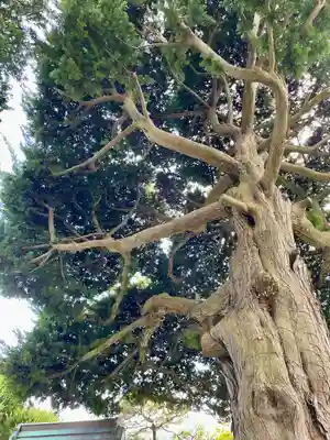 妙隆寺(神奈川県)