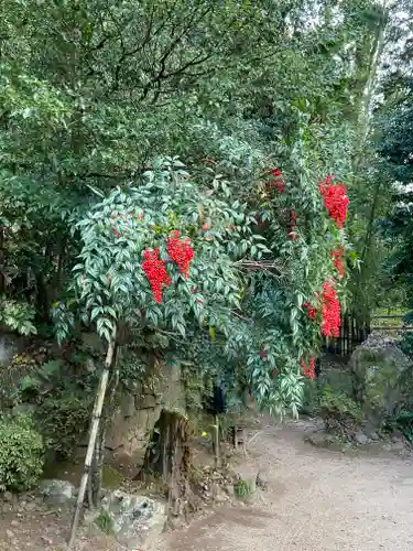 宇治上神社の自然