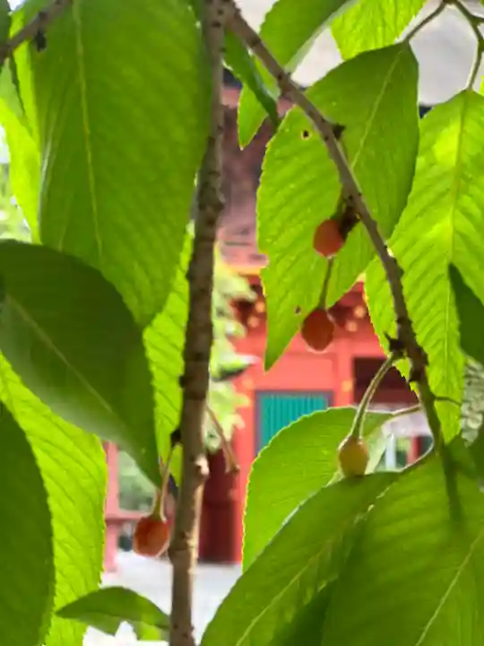 富士山本宮浅間大社の自然