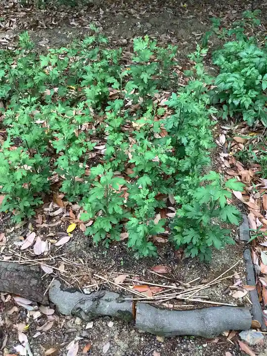 澁川神社(渋川神社)の自然