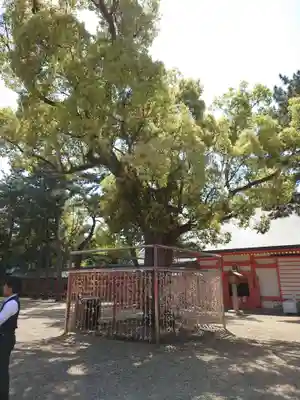 住吉大社(大阪府)