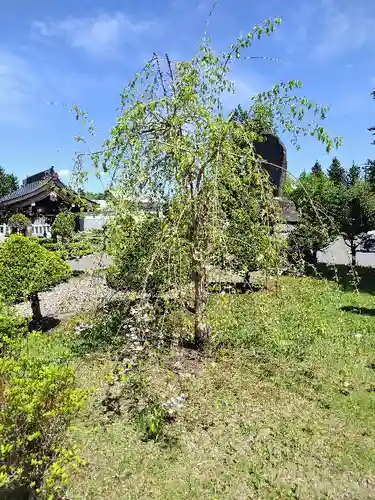 美瑛神社の自然