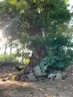 嚴島大神(千葉県)