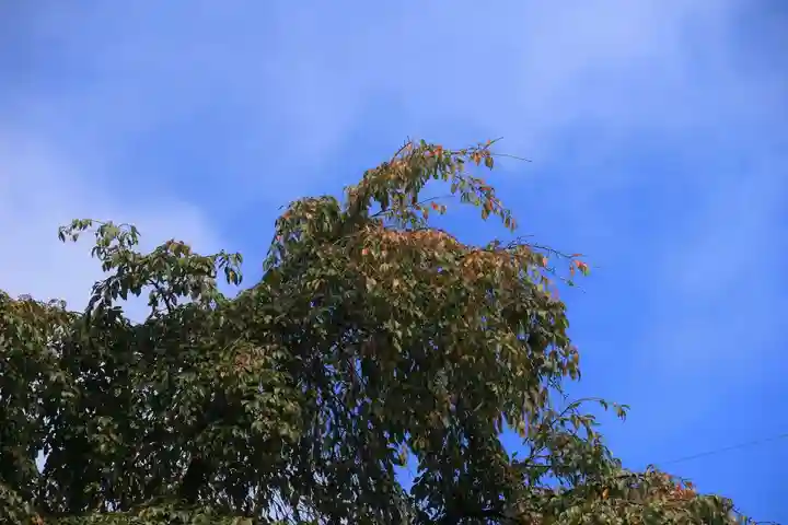阿久津「田村神社」(郡山市阿久津町)旧社名:伊豆箱根三嶋三社の自然