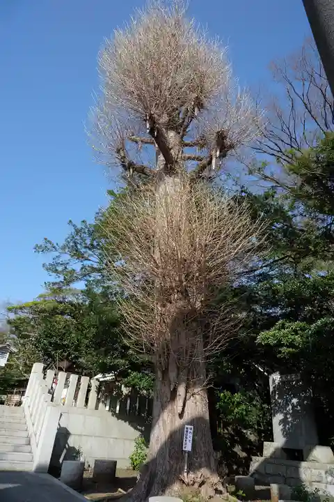 皇大神宮(烏森神社)の自然