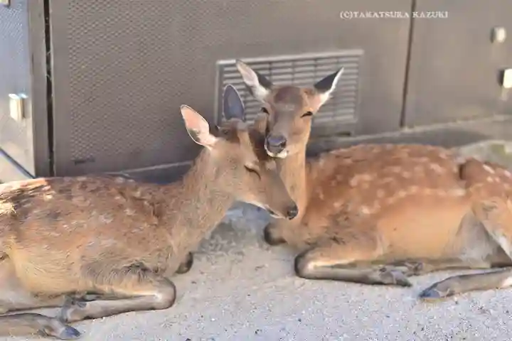 厳島神社(広島県)