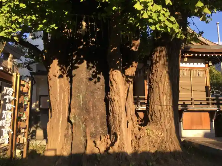 飛木稲荷神社の自然