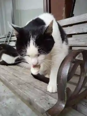 御誕生寺（猫寺）(福井県)