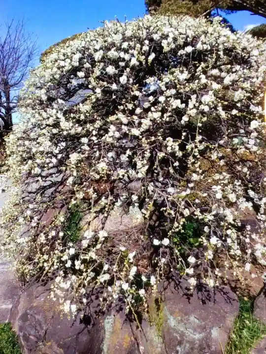 松應寺(東京都)