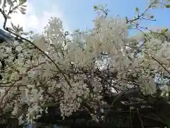 松應寺の自然