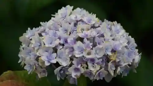 三室戸寺(京都府)