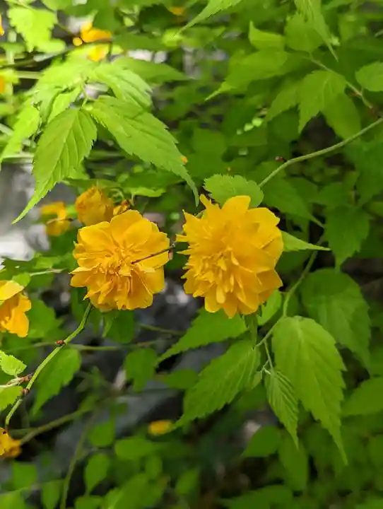 松尾大社(京都府)