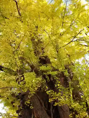 善福寺(東京都)