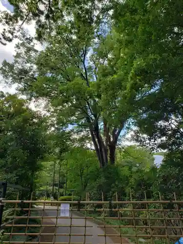 東郷神社の自然