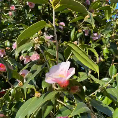 布施弁天 東海寺(千葉県)