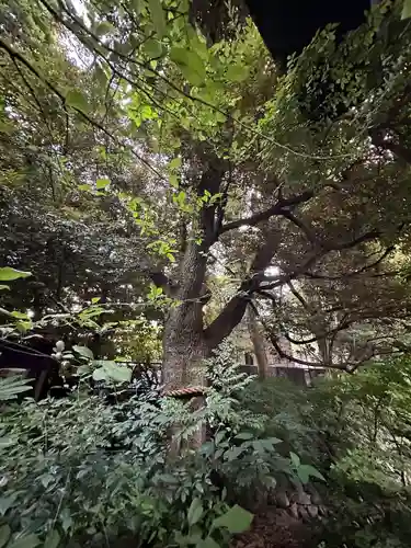 東京大神宮の自然