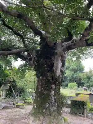 乙訓寺(京都府)