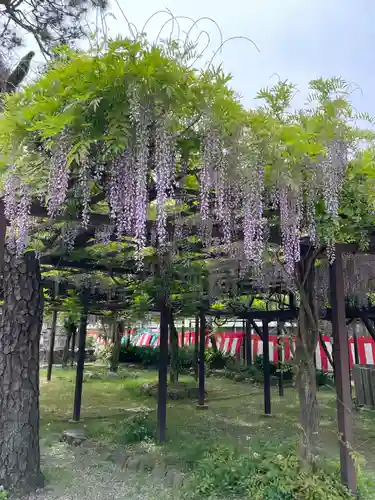 葛井寺(大阪府)