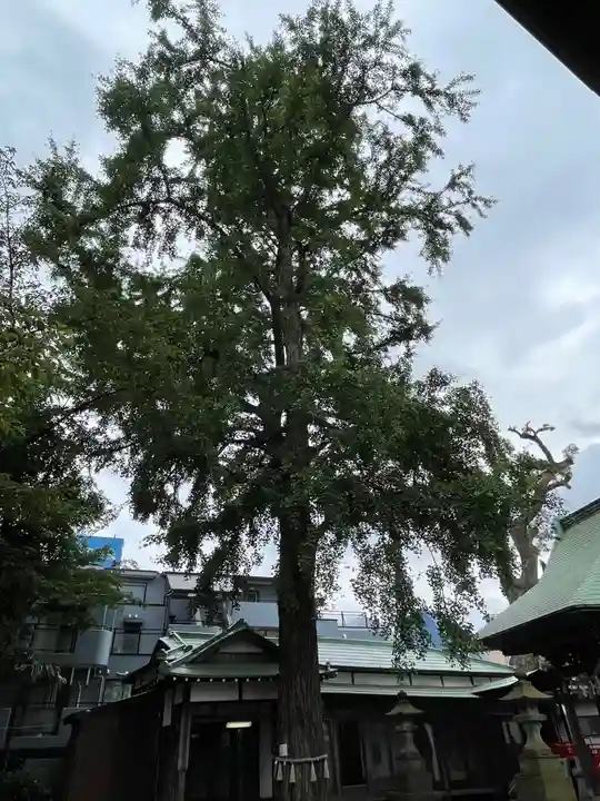 野沢稲荷神社の自然