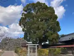 柳澤神社の鳥居