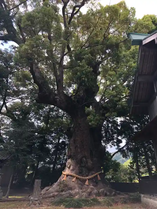 川津来宮神社の自然