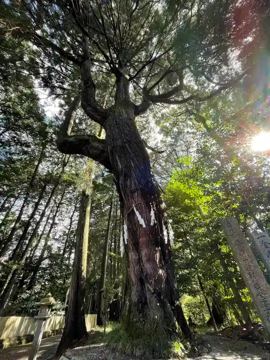 東大野八幡神社の自然