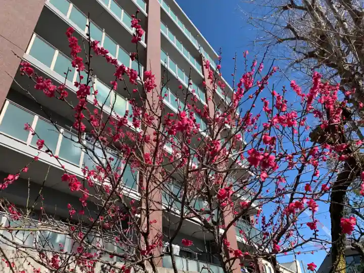 矢口氷川神社の自然