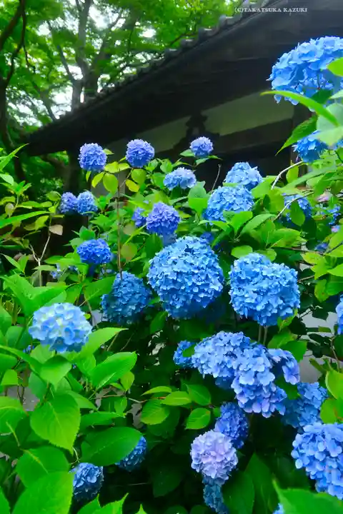 明月院(神奈川県)