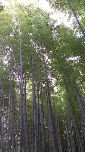 野宮神社の自然