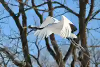 釧路護国神社の{uncategorized: "未分類", other: "その他", undefined: "問題あり", building: "その他建物", grave: "お墓", sacred_gate: "鳥居", guardian: "狛犬", statue: "像", buddha: "仏像", history: "歴史", nature: "自然", garden: "庭園", animal: "動物", pagoda: "塔", temizu: "手水舎", mountain_gate: "山門・神門", sanctuary: "本殿・本堂", subordinate: "末社・摂社", art: "芸術", scenery: "景色", jizo: "地蔵", ema: "絵馬", goshuin: "御朱印", omikuji: "おみくじ", items: "授与品その他", amulet: "お守り", goshuincho: "御朱印帳", eats: "食事", festival: "お祭り", votive_dance: "神楽", shichigosan: "七五三参", wedding: "結婚式", experience: "体験その他", initially: "初詣", around: "周辺", anti_infection: "感染症対策"}