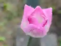 西方山極楽寺(岐阜県)