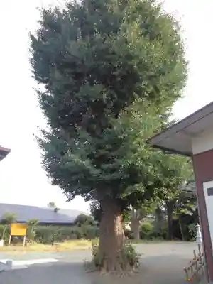 白山神社の自然