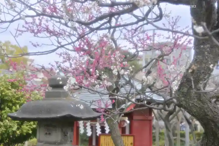 亀戸天神社(東京都)