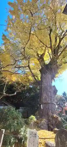 荏柄天神社(神奈川県)