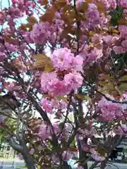 新琴似神社の自然