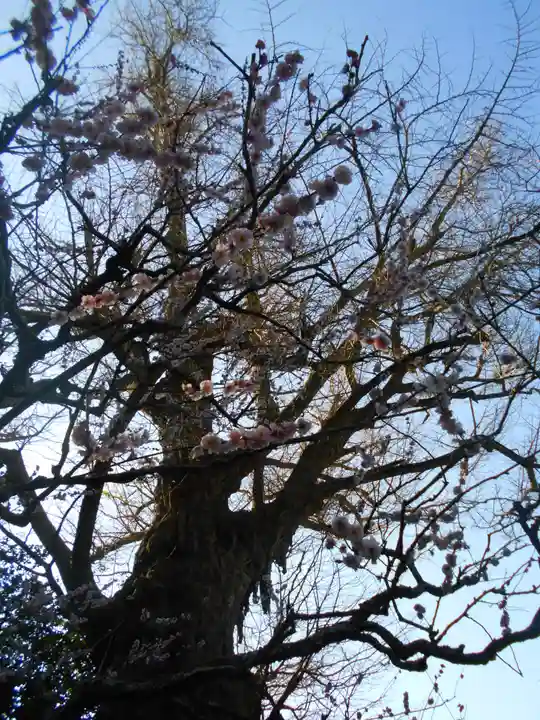 荏柄天神社の自然
