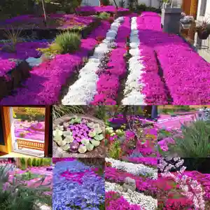 寿量山 速成寺(奈良県)(2022年04月18日(月) 06時30分51秒投稿)