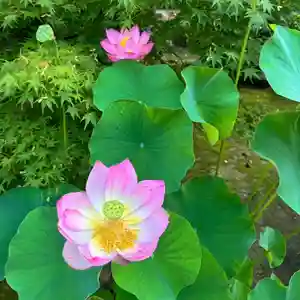 伊勢の国 四天王寺(三重県)(2024年07月09日(火) 18時25分24秒投稿)