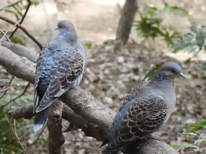 八千戈神社(静岡県)
