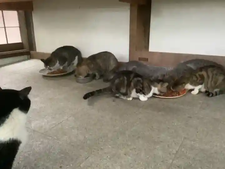 玉野御嶽神社の動物