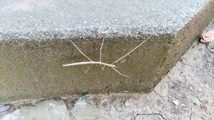 神道大教木曾御嶽川越大教会(埼玉県)