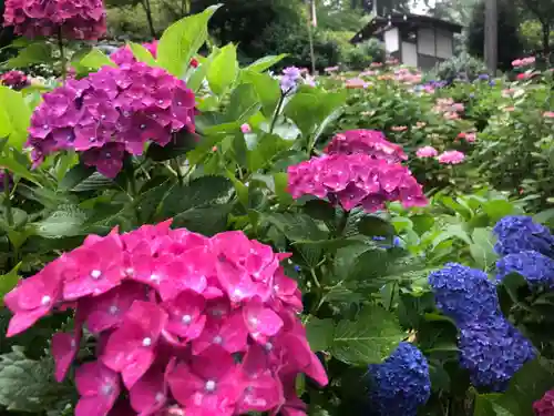 三室戸寺の庭園