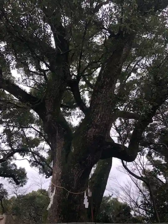 石清水八幡宮の自然